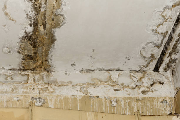 Reliable Stockbridge, MI Mold Removal Solutions
